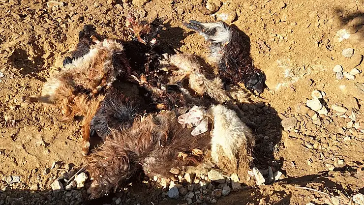 Ağıla giren kurtlar 10 küçükbaşı telef etti