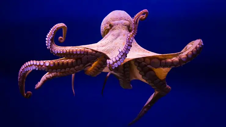 Ahtapotların üç kalbi: Denizlerin mucizevi yapılarını keşfedin