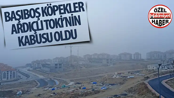 Akademi Mahallesi'nde Başıboş Sokak Köpekleri Endişesi Büyüyor