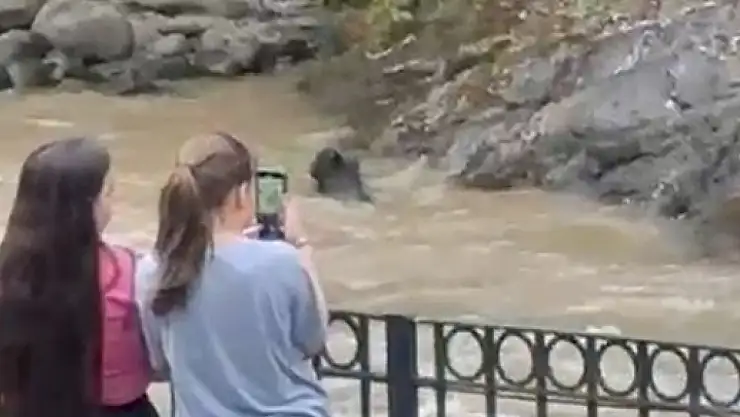 Akıntıya karşı mücadele eden domuza vatandaşlar yardım etmeye çalıştı