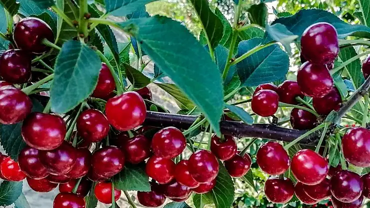 Akşehir'de ilk kiraz hasat edildi