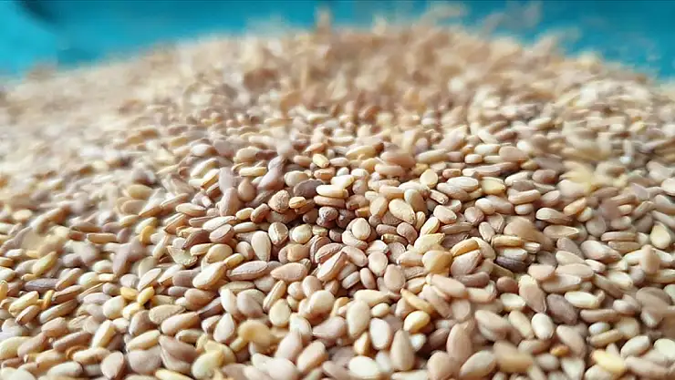 Almanya'ya ihraç edilen Türk susamında Salmonella iddiası! Salmonella nedir?