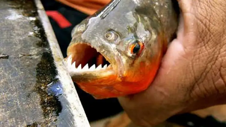 Amazon'un korkutucu güçleri: Piranalar ve keskin dişlerinin sırları