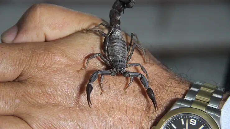 Anadolu akreplerini koruma kararına destek