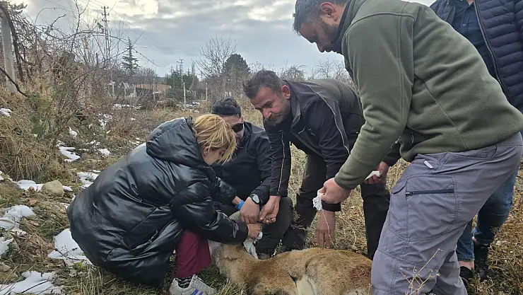 Anadolu yaban koyunu bahçe teline takıldı