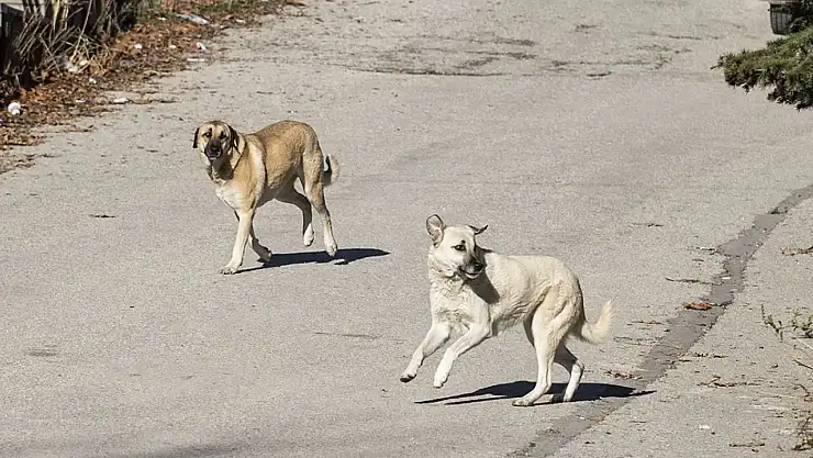 Ankara'nın Gölbaşı ilçesi'nde yaşanan köpek olayı aileleri endişelendirdi