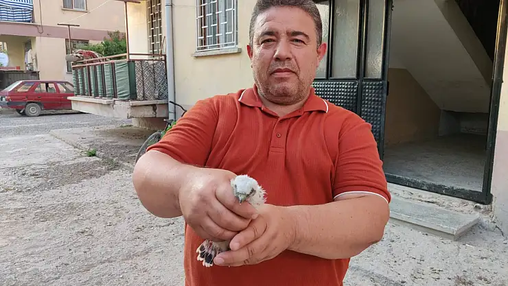 Apartmanda bulunan yavru doğan kuşu koruma altına alındı