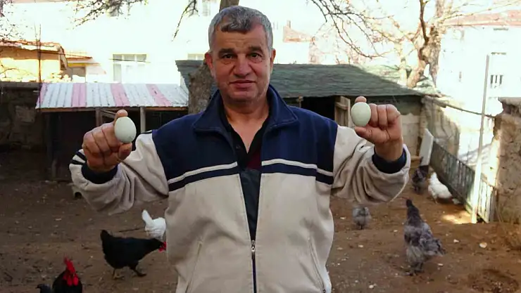 Araucana tavuklarının yeşil yumurtaları ilgi odağı oluyor