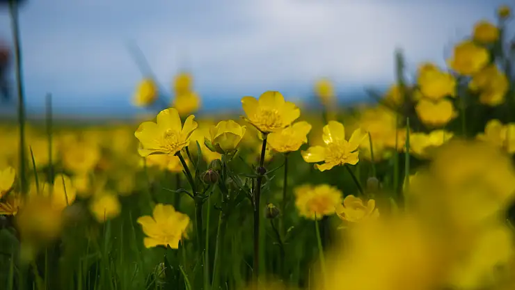 Ardahan'ın Göle İlçesinde Baharın Müjdesi: Köyler Yeşil ve Sarının Büyüsüyle Donandı