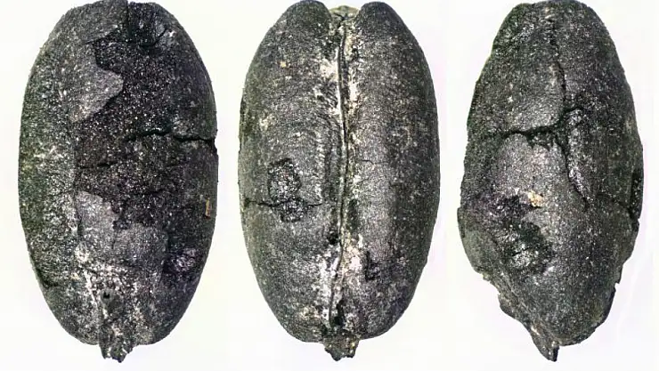 Arkeobotanik nedir? Geçmiş bitki kalıntıları üzerinden tarih okumak