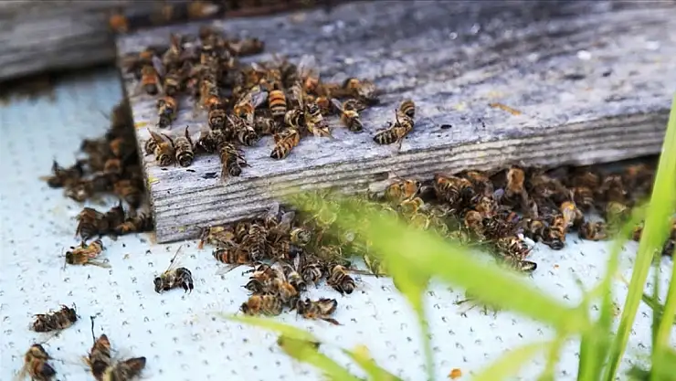 Artan Arı kayıplarının nedeni açıklandı!