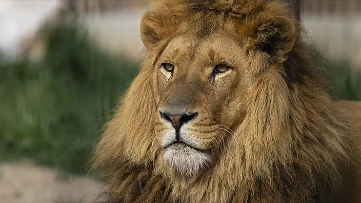 Aslan nüfusu son 20 yılda yüzde 43 azaldı