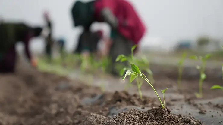Ata Tohumları Karatay'da Toprakla Buluştu 