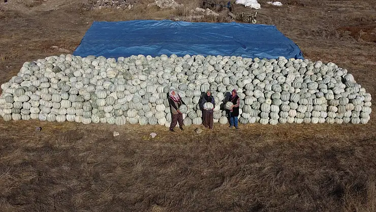 Ata tohumuyla yetiştirildi! Eskişehir'de hasat başladı Tatlısı çok lezzetli oluyor