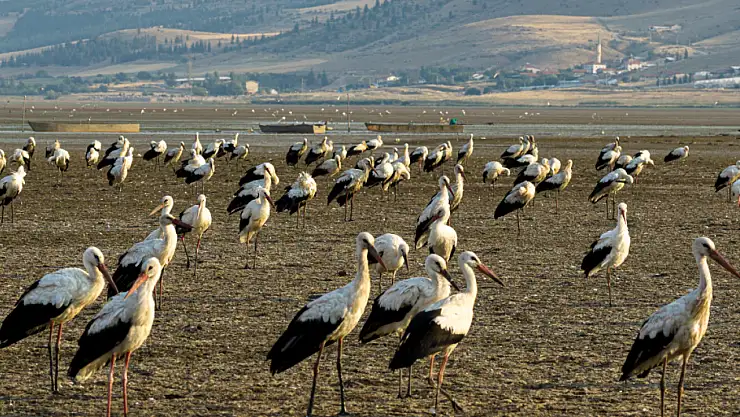 Avrupa ve Afrika'ya göç ederken, Konya'da konaklıyorlar!