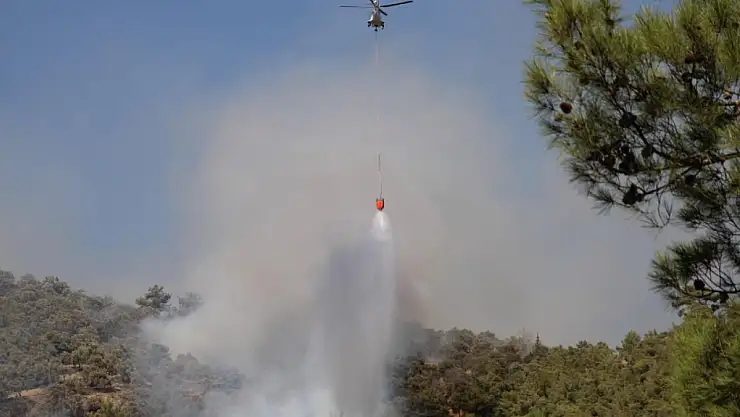 Aydın'da zeytinlik yangını çıktı