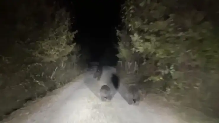 Ayılar köylere indi! Vatandaşlar tedirgin!