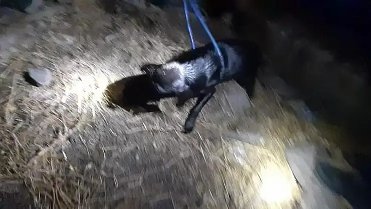 Ayrı yerlerde kuyuya düşen kedi ve köpek kurtarıldı
