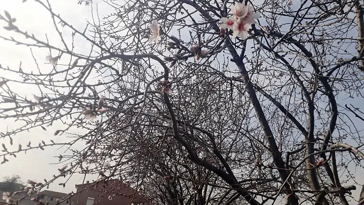 badem ağaçları çiçek açtı