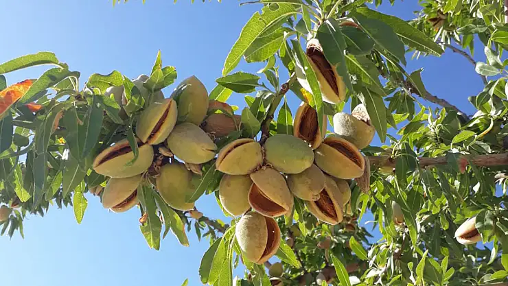 Badem cildi nasıl etkiler? Cilt sağlığı için ne gibi faydaları vardır?