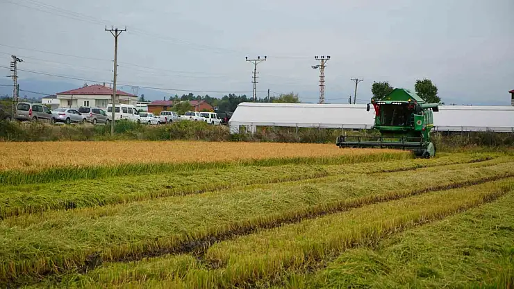 Bafra Ovası'nda büyük gün! Çeltik hasadı coşkuyla başladı