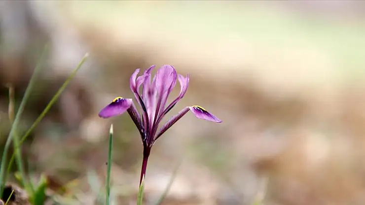 Bahar geldi, kırnavruzlar açtı!