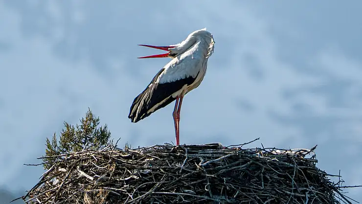 Baharın müjdecisi leylekler Konya'da