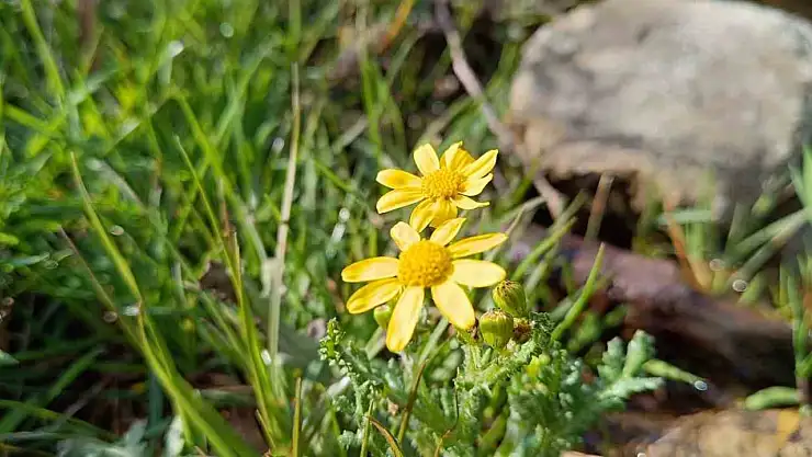 Baharın müjdecisi sardalya kış mevsiminde açtı