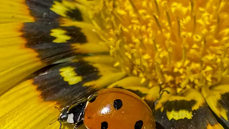 Bahçelerin ve tarlaların doğal muhafızları: Uğur böcekleri