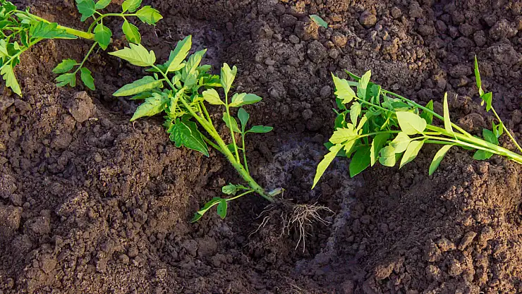 Bahçenizi Renklendirecek Domates Fidesi Ekimi: Adım Adım Kolay Fide Ekimi