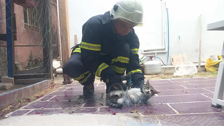 Balık ağına sıkışan kediyi itfaiye ekipleri kurtardı!