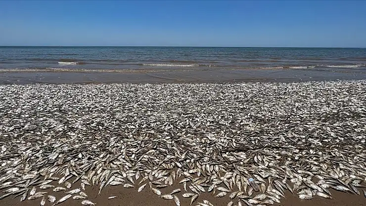 Balıklar kıyıya vurdu. O ülke alarma geçti...