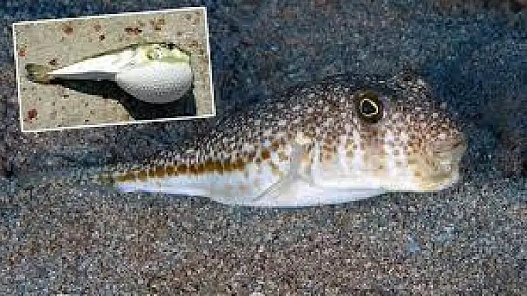 Balon Balığının tehlikeli sırrı: Zehirli mi, yoksa yenebilir mi?