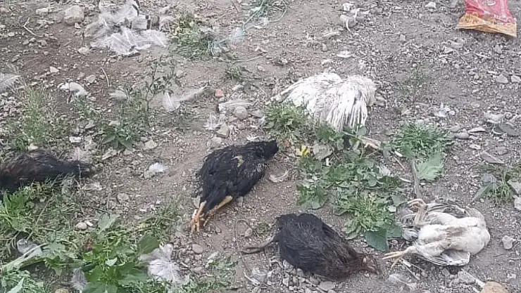 Başıboş köpekler 21 hindi ve tavuğu telef etti