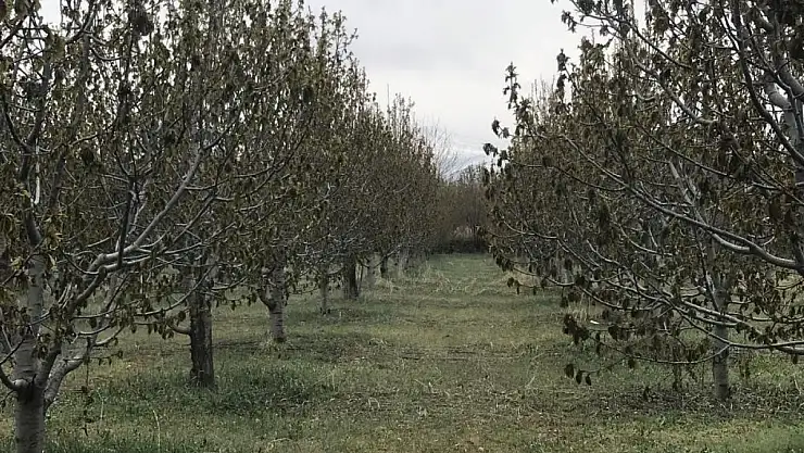 Başkan Kırkgöz, zirai dona yönelik konuştu: 'Artık iklim böyle devam edecek'