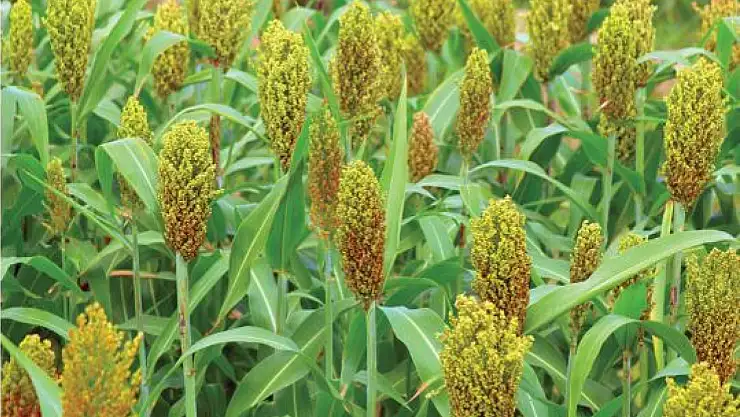 Başkan Ustaoğlu duyurdu: Seydişehirli çiftçilere yüzde 75 hibeli kaba yem desteği