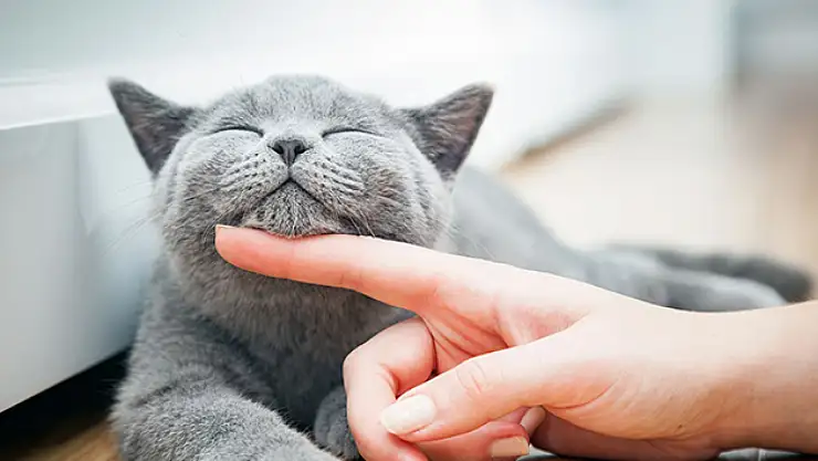 Bayramda Kediler Neden Kaybolur? Kediler Bayramda Hacca mı Gider, Doğru mu?