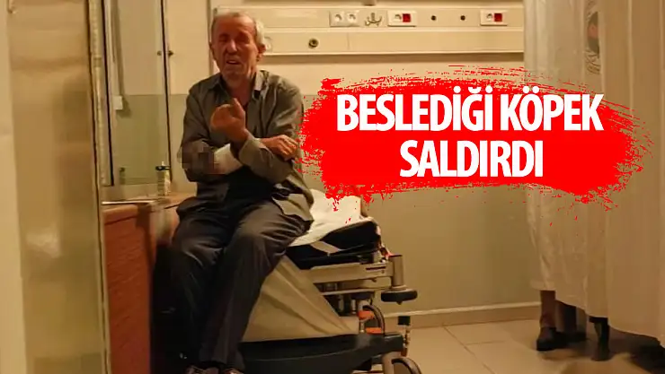 Beslediği köpeği tarafından saldırı uğradı: Kolu parçalandı!