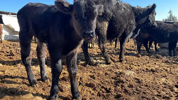 Beyşehir'de büyükbaş hayvanlar için şap aşılama kampanyası başladı