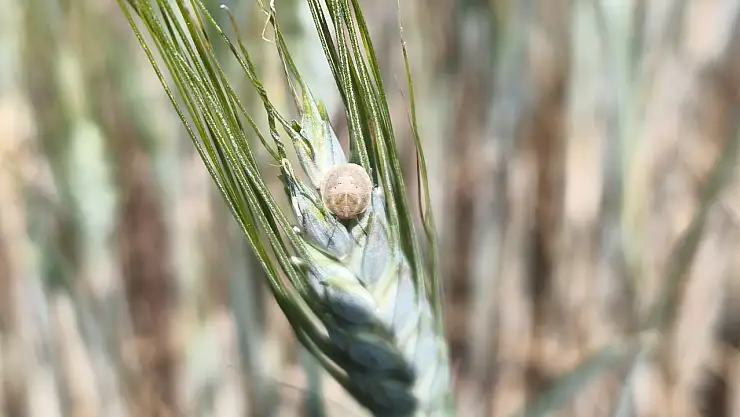 Beyşehir'de ekili alanlar yakından takip ediliyor