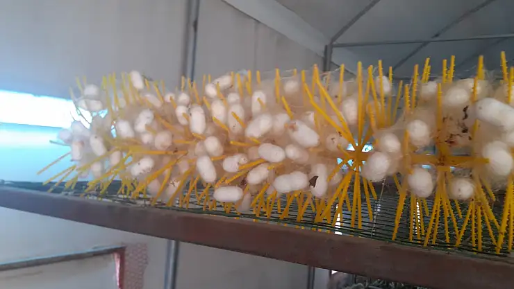 Beyşehir'de kadın çiftçiler ipekböceği kozası üretiyor