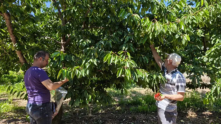 Beyşehir'de kirazlar denetlendi