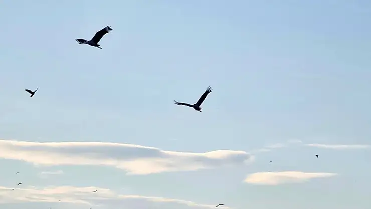 Beyşehir'de leylekler baharı müjdeliyor