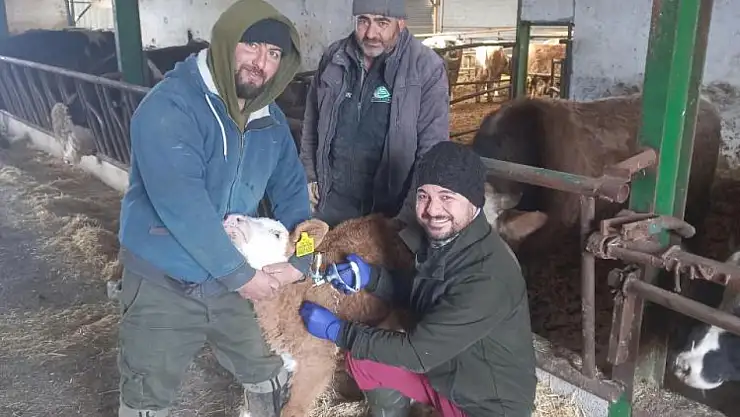 Beyşehir'de şap aşısı kampanyası sürüyor