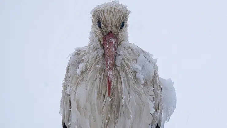 Beyşehir'de yuvalarına yerleşen leylekler, karla karşılaştı