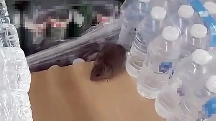 BİM markette görünen hayvan tepkilere neden oldu!