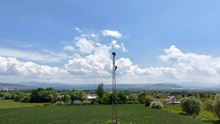 Bingöl'de elektrik direklerine kuşları koruyan izolasyon sistemi uygulanıyor