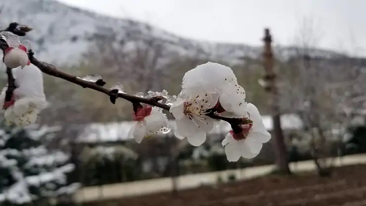 Bir anda soğuyan havalar meyve ağaçlarını vurdu!