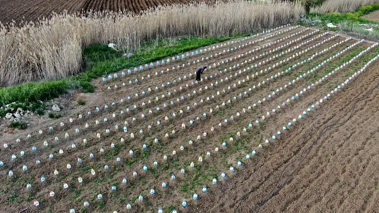 Bir çiftçi, domates fidelerini doludan korumak için ilginç bir yöntem geliştirdi