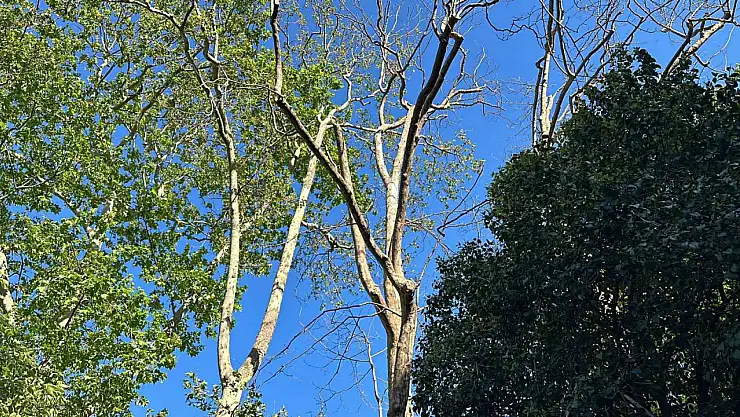 Bir kadın başına ağaç dalı düşmesi sonucu yaralandı